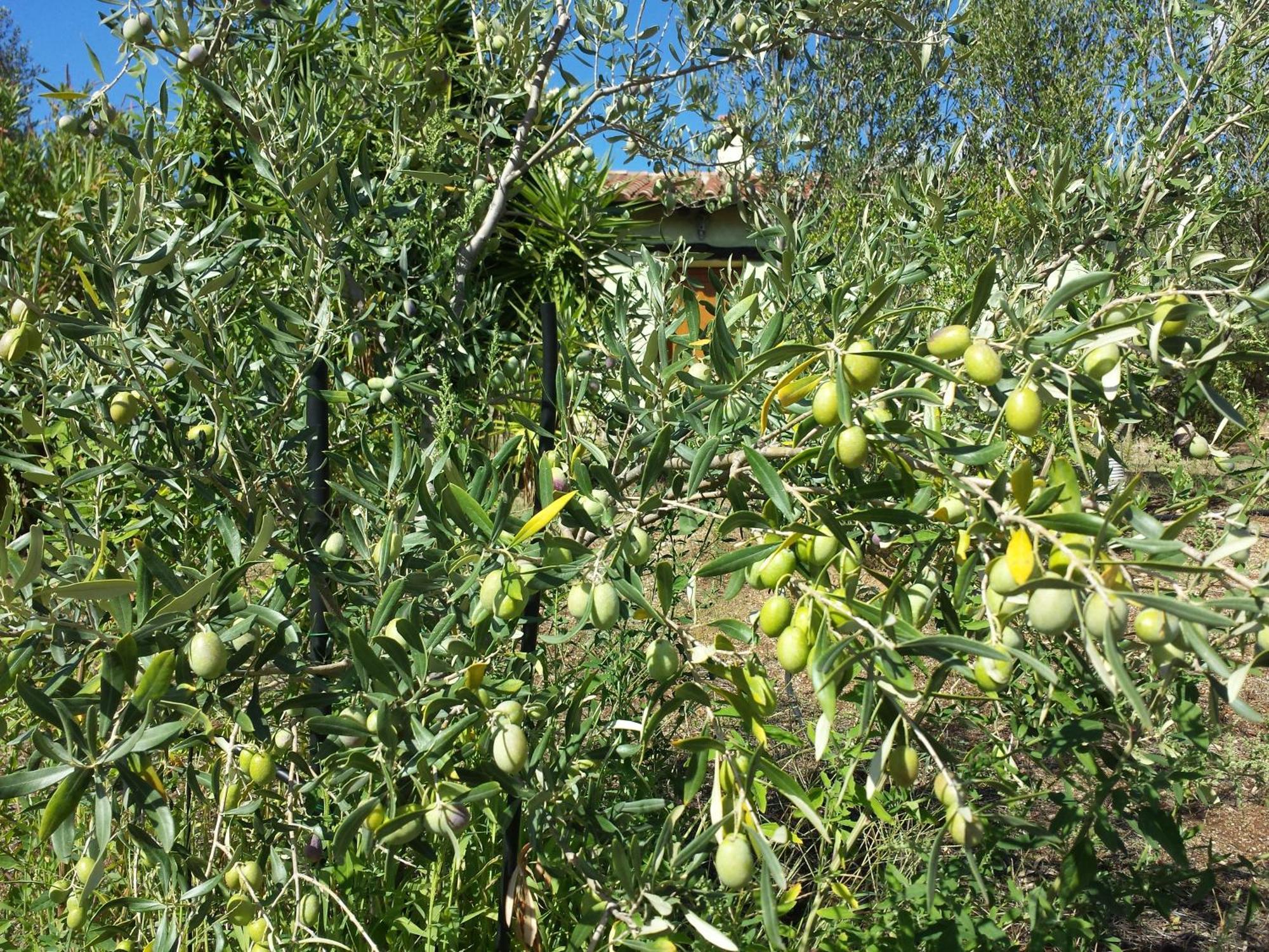 Agriturismo Agrisole Olbia Buitenkant foto